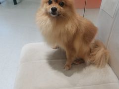 -萌喵宠狗爱心宠咖