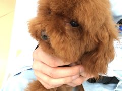 -瑞派·关忠动物医院·猫专科·犬专科(三环新城店)