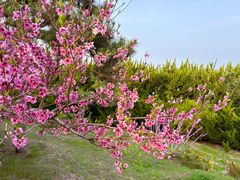 -燕儿岛山公园