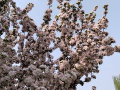 -海棠花溪(元大都城垣遗址公园)