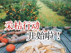 -前小桔亲子创意农场·草莓采摘·露营烧烤