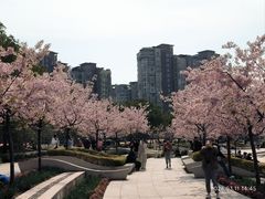 -新江湾城公园
