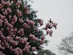 -重庆园博园