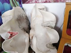 -贝壳王国博物馆