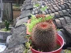 -桑洲油菜花景区