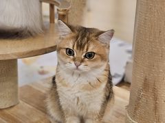 -有喵·猫咖·狗咖·40+猫狗有小奶狗(岗厦店)