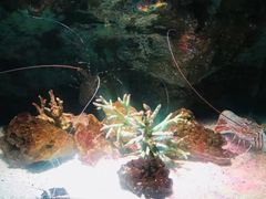 -暹罗海洋世界