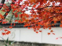 -秋霞圃