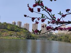 -重庆彩云湖湿地公园