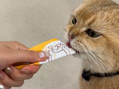 -共舞时光猫咖·狗咖(新街口店)