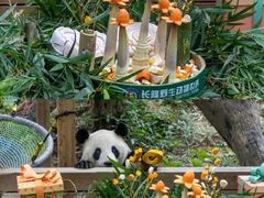 -广州长隆野生动物世界