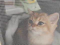 -创凡宠物医院·骨专科  猫科中心(西乡分院)