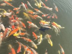 -歌斐颂巧克力小镇