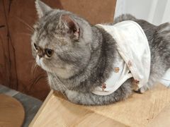 -楼上猫咖(罗湖店)