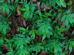 -杭州半山国家森林公园