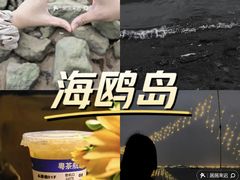 -海鸥岛