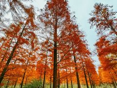 -小芝红树林
