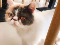 -平行世界·猫咖(首经贸店)