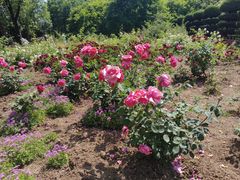 -洛阳市隋唐城遗址植物园