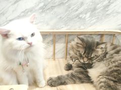 -楼上猫咖(罗湖店)