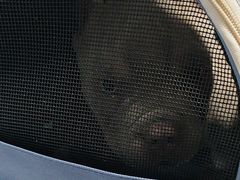 -瑞派福兴宠物医院犬猫全科·骨科·中西医结合(河东店)