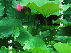 -龙头寺公园