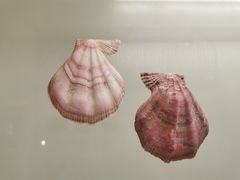 -青岛贝壳博物馆