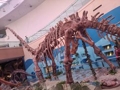 -陕西自然博物馆