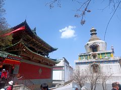 -塔尔寺-菩提树