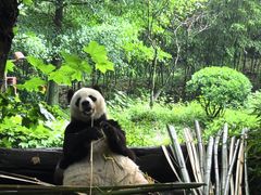 -都江堰中华大熊猫苑