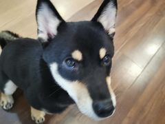 -柯斗斗主题餐厅·狗咖·围炉煮茶·茶饮(国瑞升平里店)