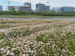 -春花秋色城市公园