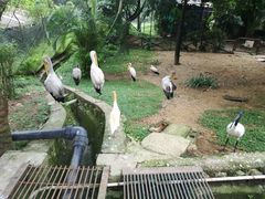 -吉隆坡雀鸟公园