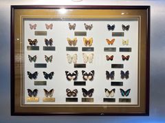 -上海昆虫博物馆