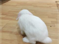 -猫猫幼稚园·撸猫·桌游·电玩