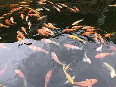 -香麒园·过桥米线·南湖雅宴