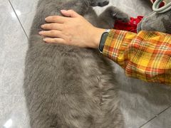 -爱洗澡的猫(天河路店)