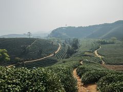 -龙坞茶村