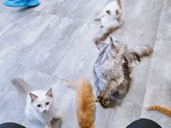 -楼上猫咖(罗湖店)