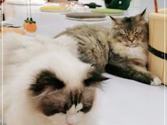 -COLOR PETS 撸猫馆·购猫·猫咖(长风大悦城店)
