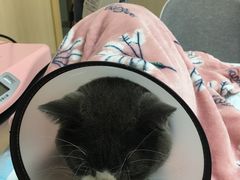 -喜多萌中农锦绣动物医院24H·猫科·牙科MRI·CT
