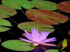 -国家植物园南园