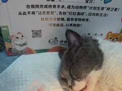 -守诺宠物医院·眼科· 特色牙科·异宠专科(虹口店)