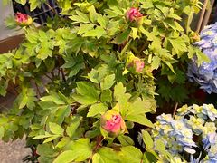 -双季花艺园艺市场(浦东店)