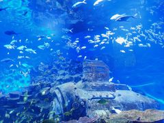 -海合安武汉极地海洋公园
