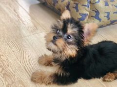 -翊宠yipet猫狗购宠庄园犬舍•猫舍