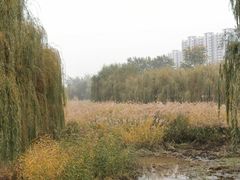 -东坝千亩湖公园