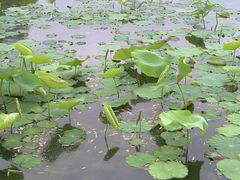 -莲花池公园