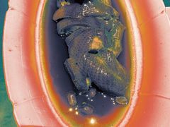 -小厨娘金榜题名(夫子庙秦淮河店)