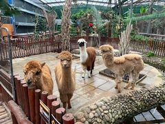 -呀路古热带植物园